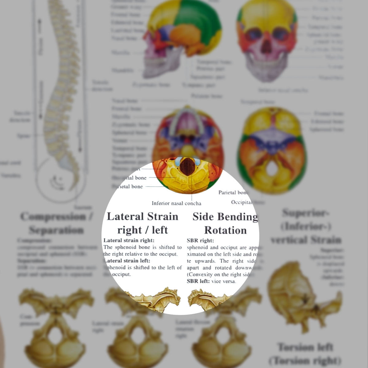 Cranial Osteopathy chart, 50cm x 70cm - detail