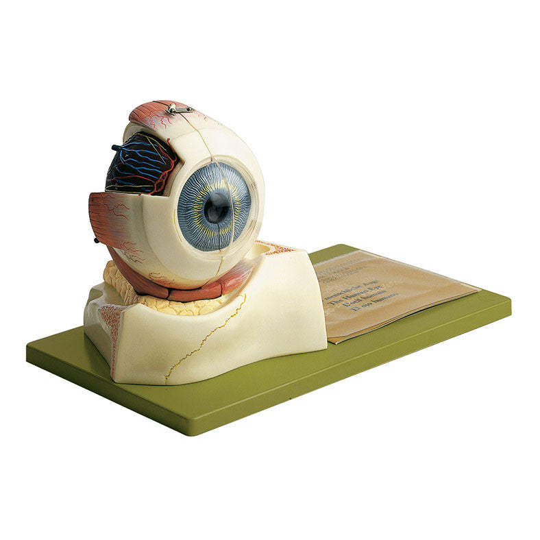 Eyeball, 3 parts Somso Cs 10