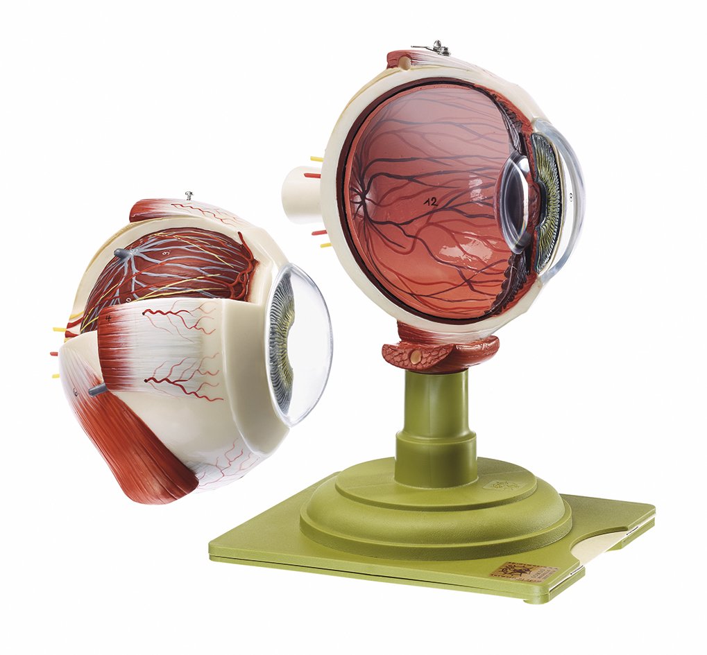 Eyeball, 2 parts