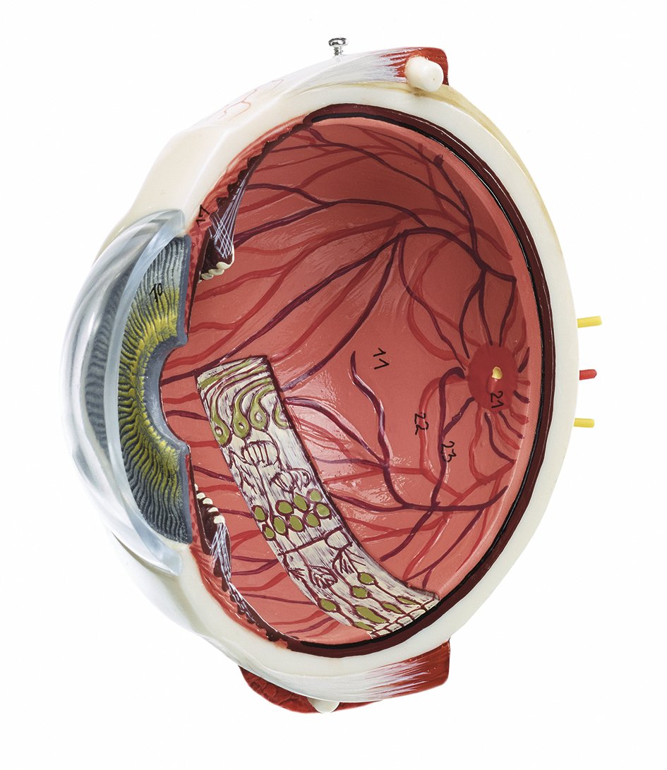 Eyeball, 2 parts