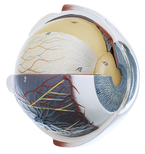 Eyeball, enlarged 4 times