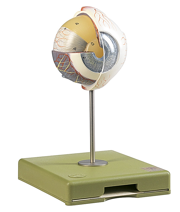 Eyeball, enlarged 4 times