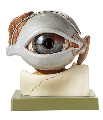 Eyeball, 8 parts