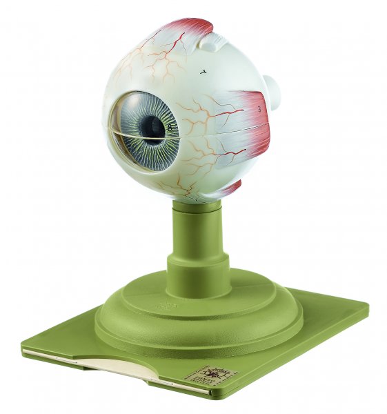 Eyeball - Life-Size (CS 5) - Somso