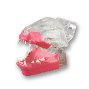 Articulated Clear Feline model with natural root teeth with Gingiva- CTDG
