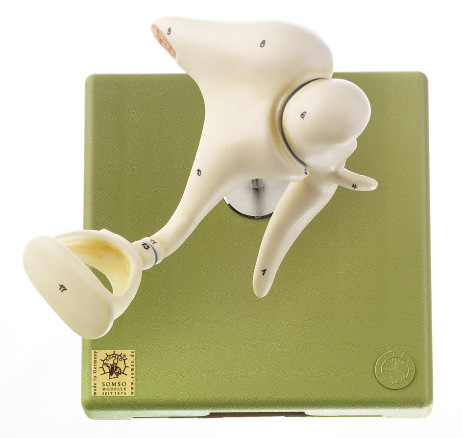 Ossicles