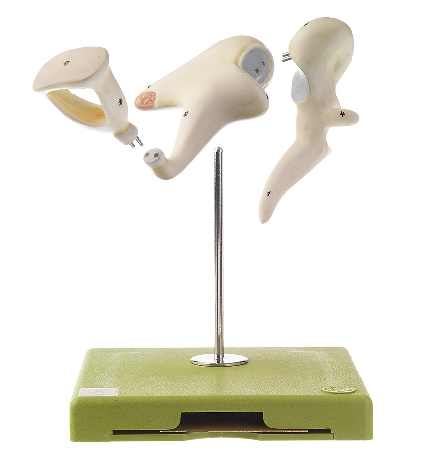 Ossicles