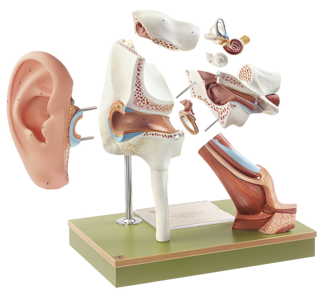 Ear with Pinna