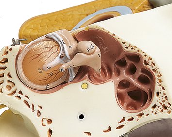 Ear with Pinna