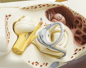 Ear with Pinna