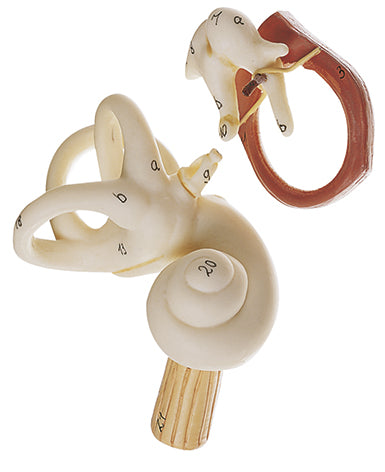Ear, 3 parts