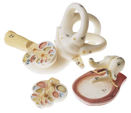 Model of the Ear