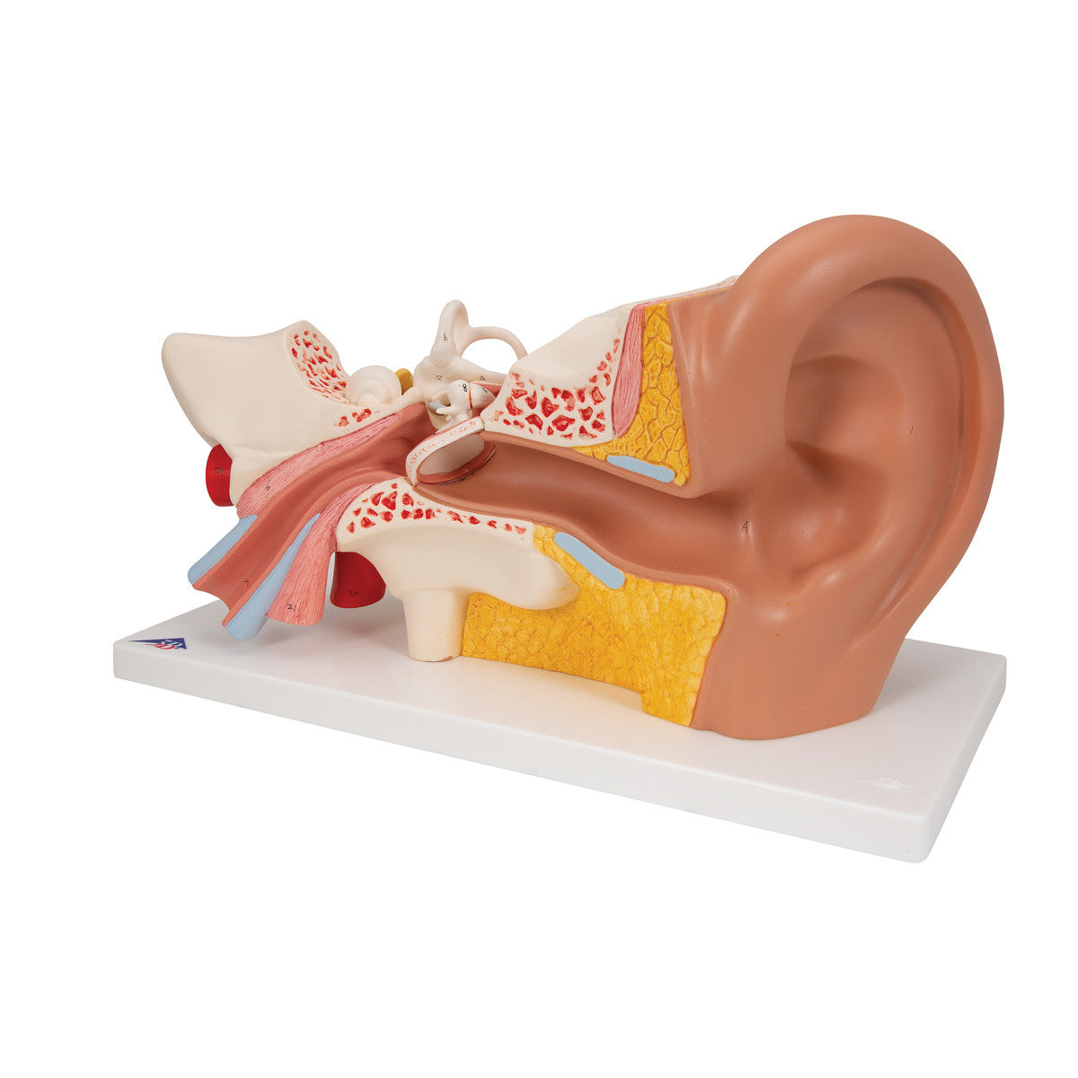 Ear, 3 times life-size, 4-part | 3B Scientific E10