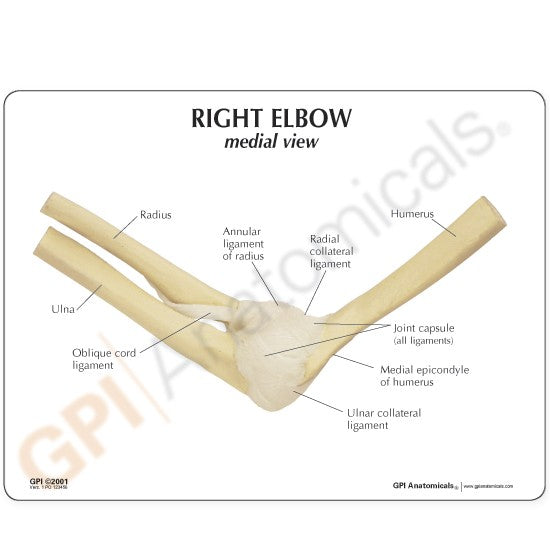 Basic Elbow