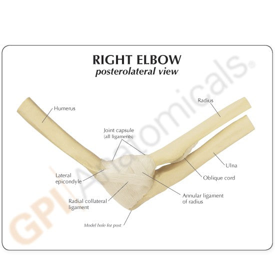 Basic Elbow