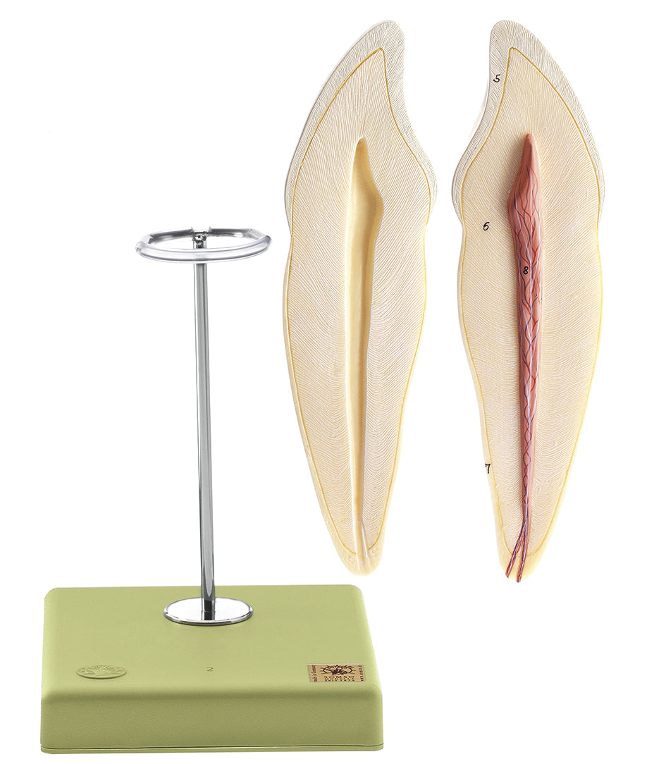 Lower Canine