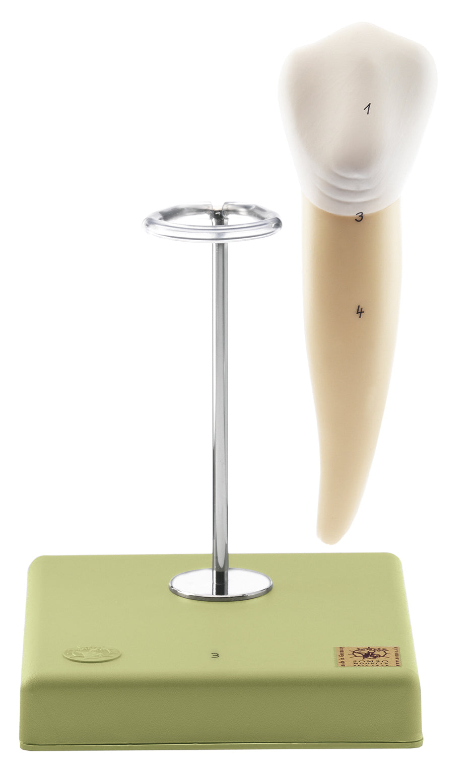 Lower Molar with One Root