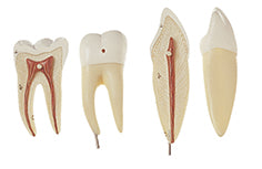 Right Lower Jaw with Muscles