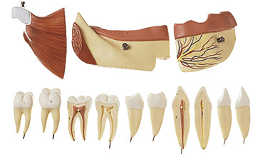Right Lower Jaw with Muscles