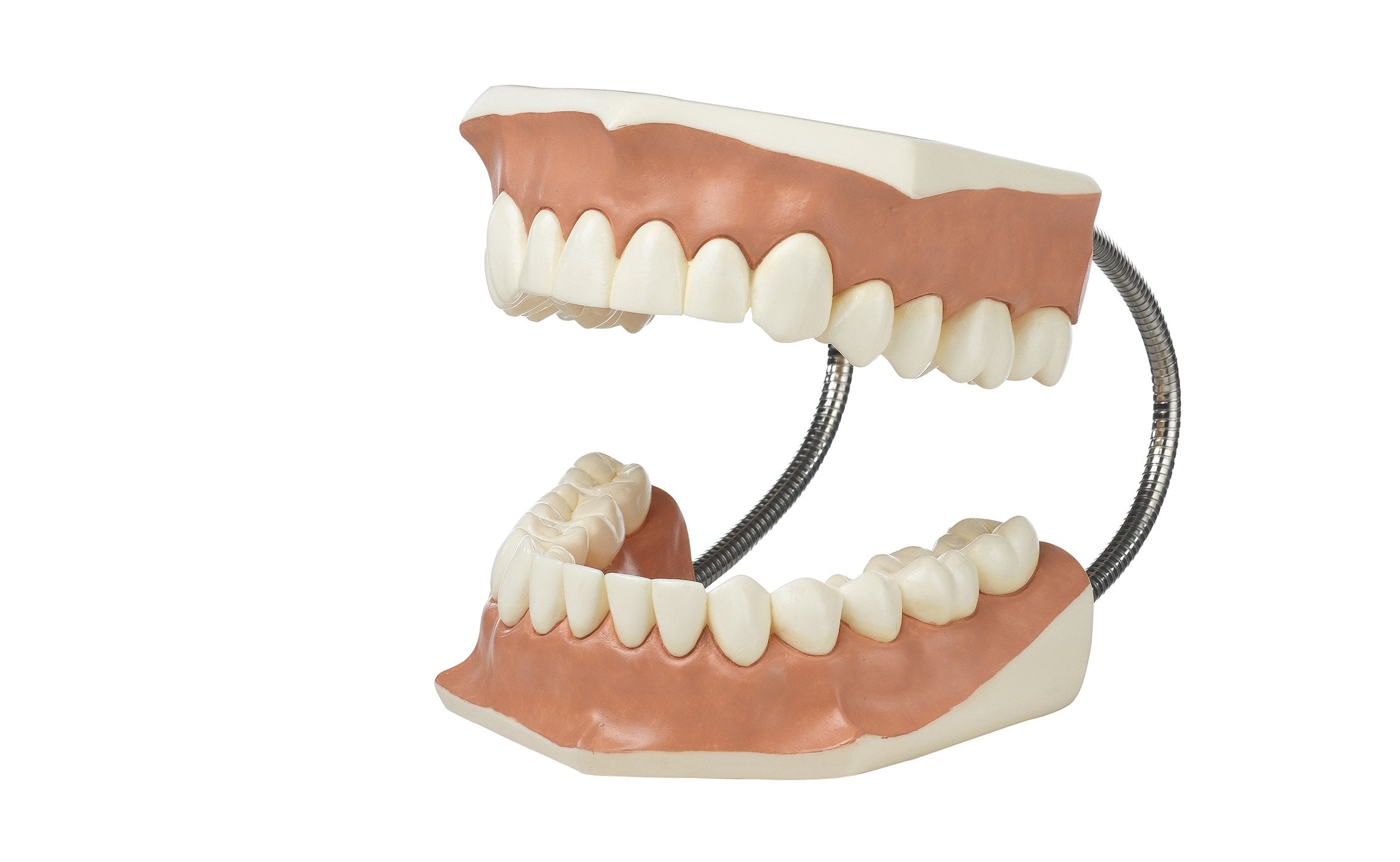Model of a Set of Teeth
