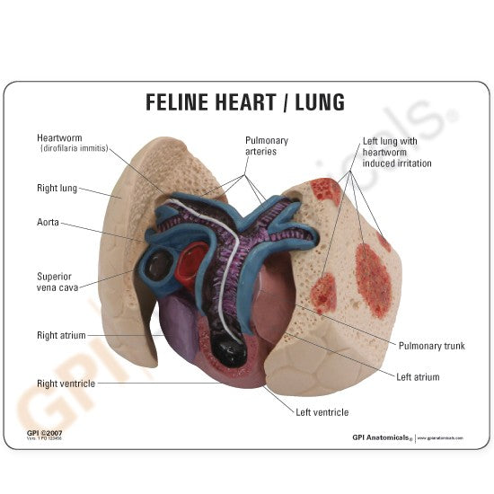Feline Heart/Lung