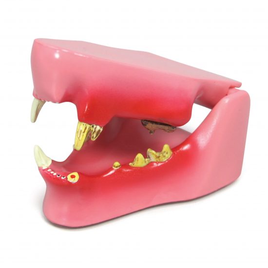 Feline Jaw