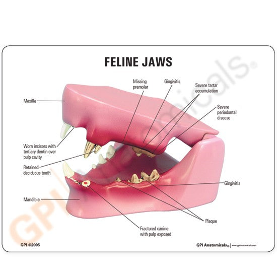 Feline Jaw
