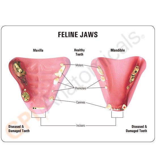 Feline Jaw