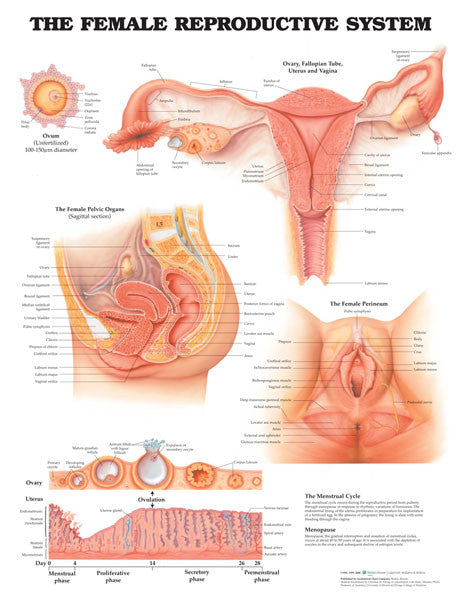 The Female Reproductive chart
