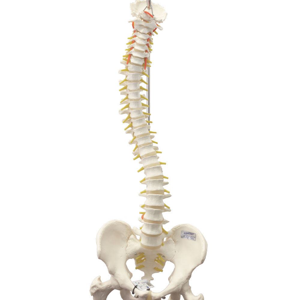 Flexible spine with femur heads - flexed