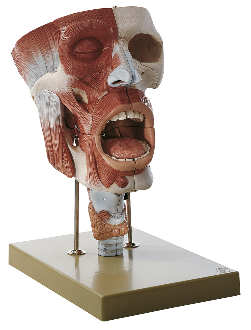 Cavities of Nose, Mouth & Throat