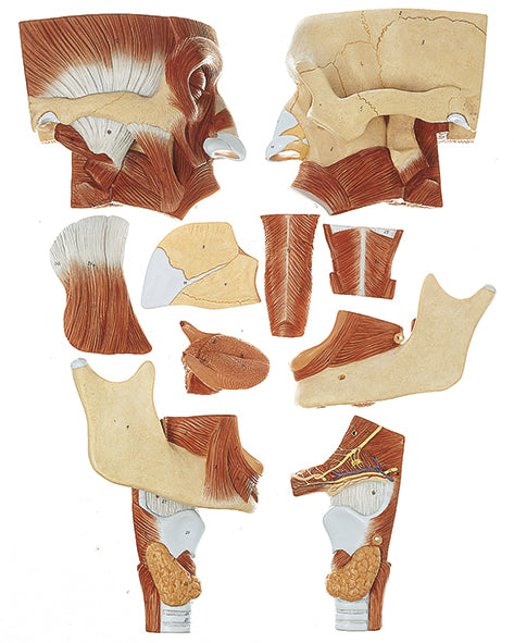 Cavities of Nose, Mouth & Throat