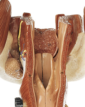 Cavities of Nose, Mouth & Throat
