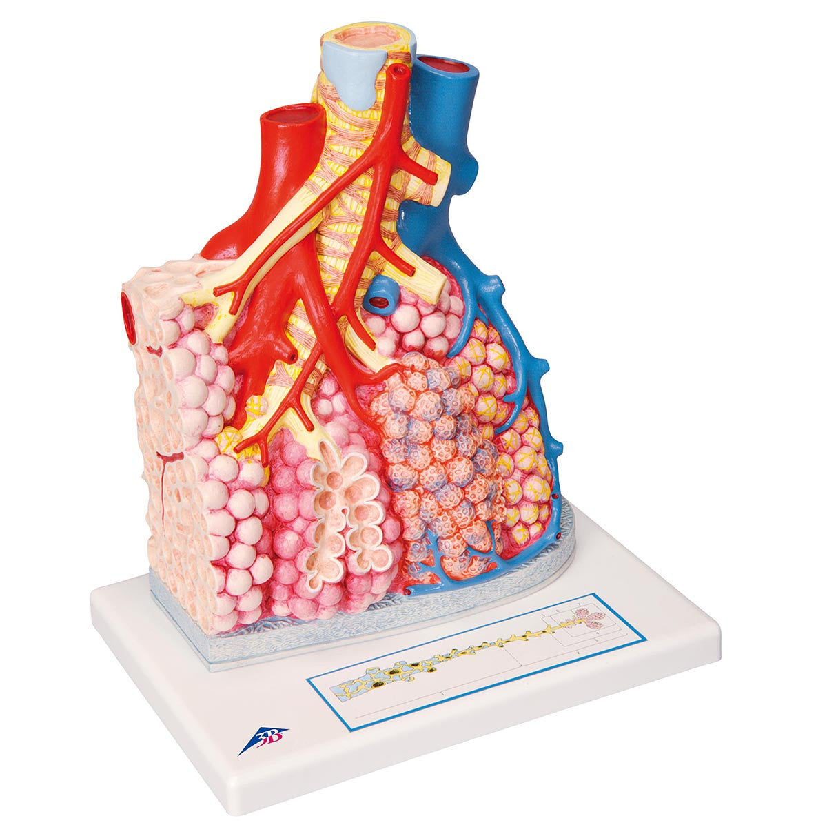 Pulmonary Lobule with Surrounding Blood Vessels | 3B Scientific G60