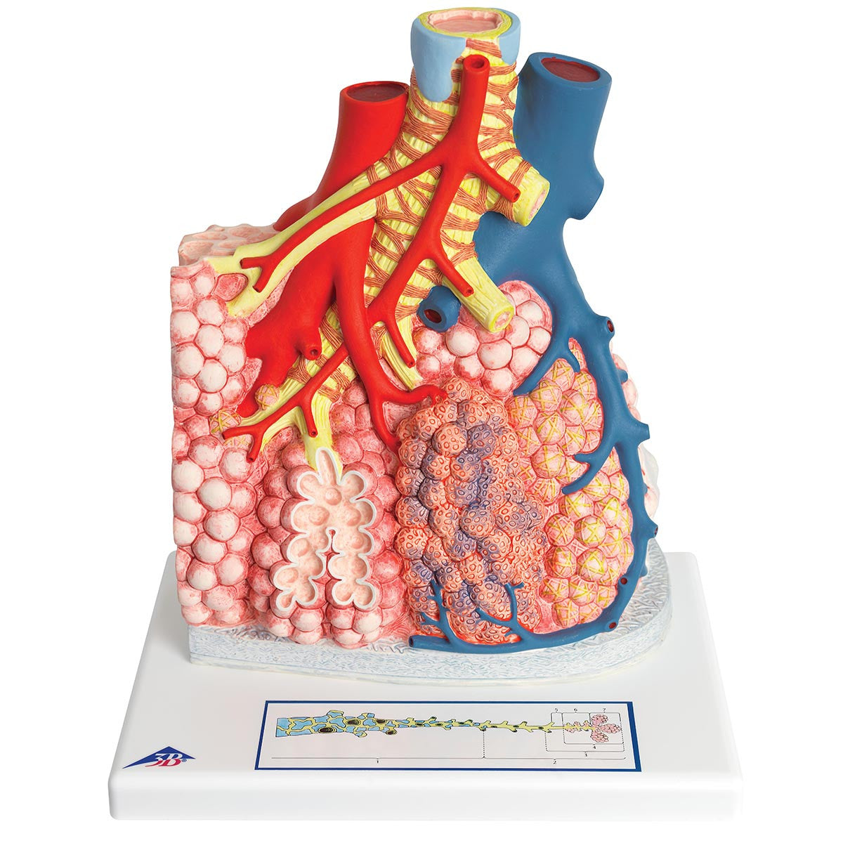 Pulmonary Lobule with Surrounding Blood Vessels | 3B Scientific G60