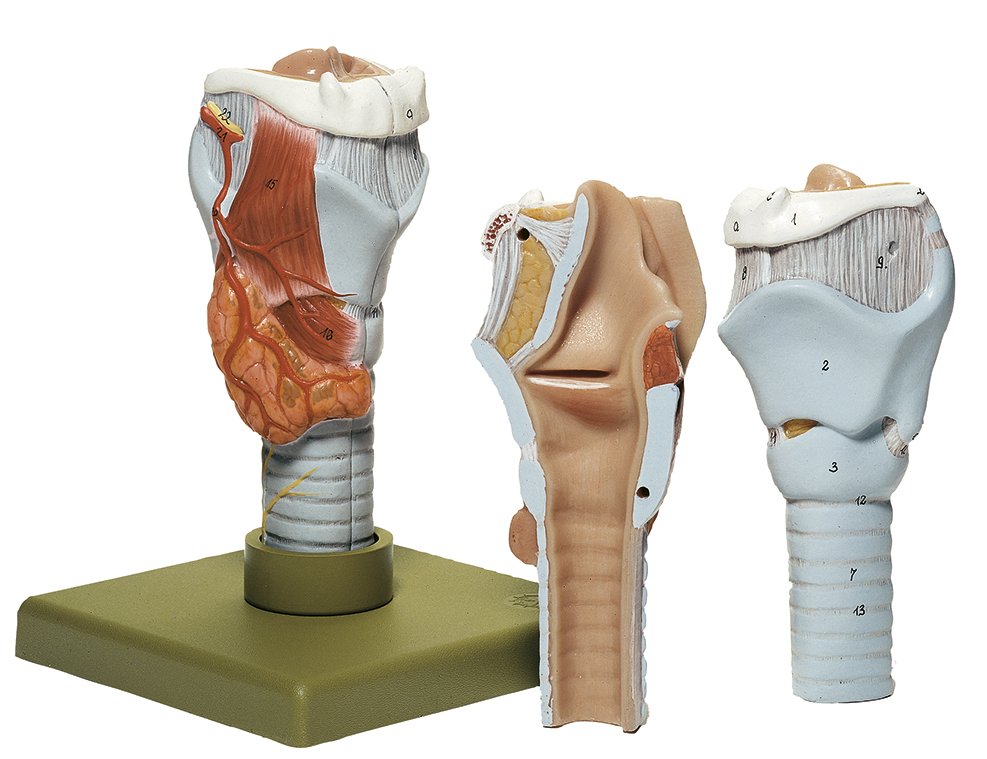 Larynx