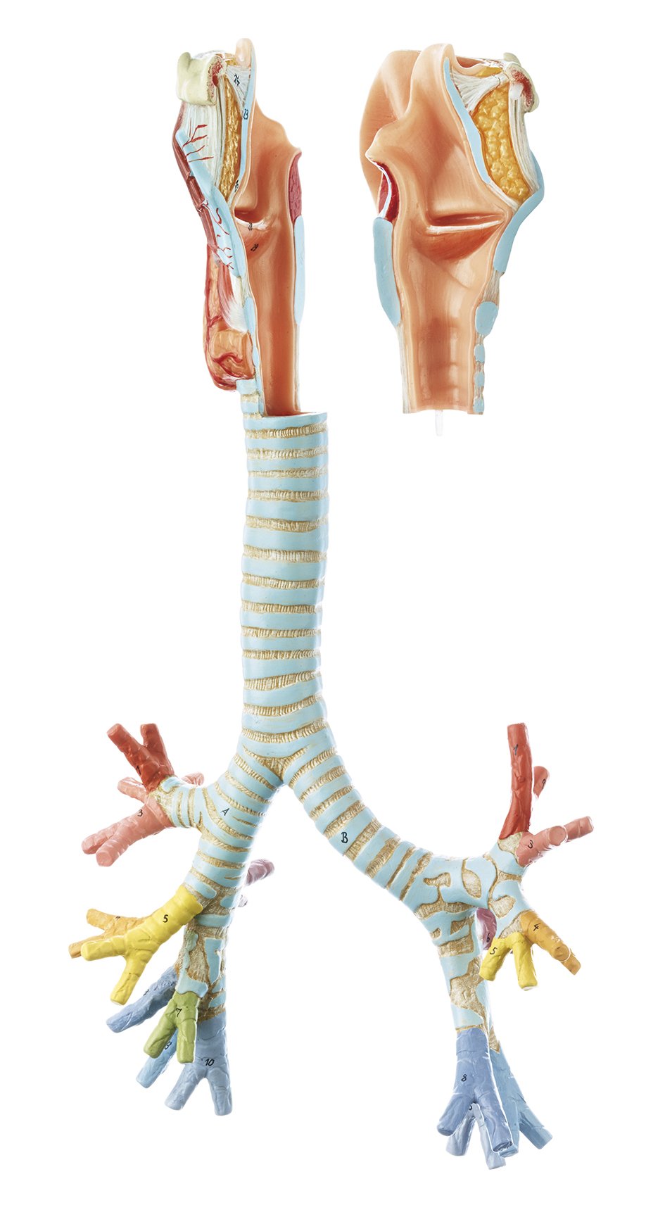 Larynx with Trachea