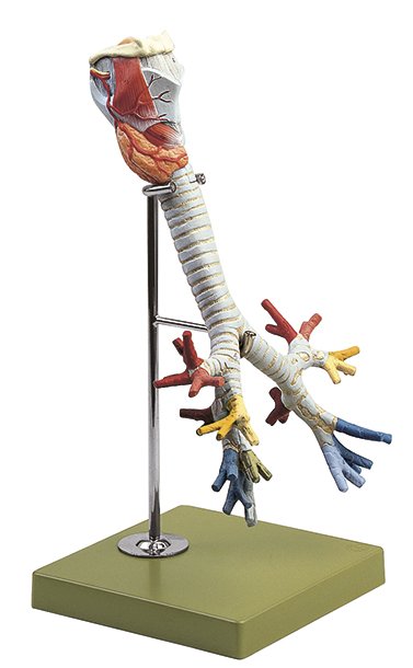 Larynx with Trachea