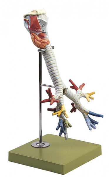 Larynx with Trachea - Complete Bronchial Tree - Somso GS 4/2