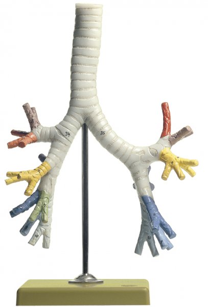 Bronchial Tree - Somso GS 4/3