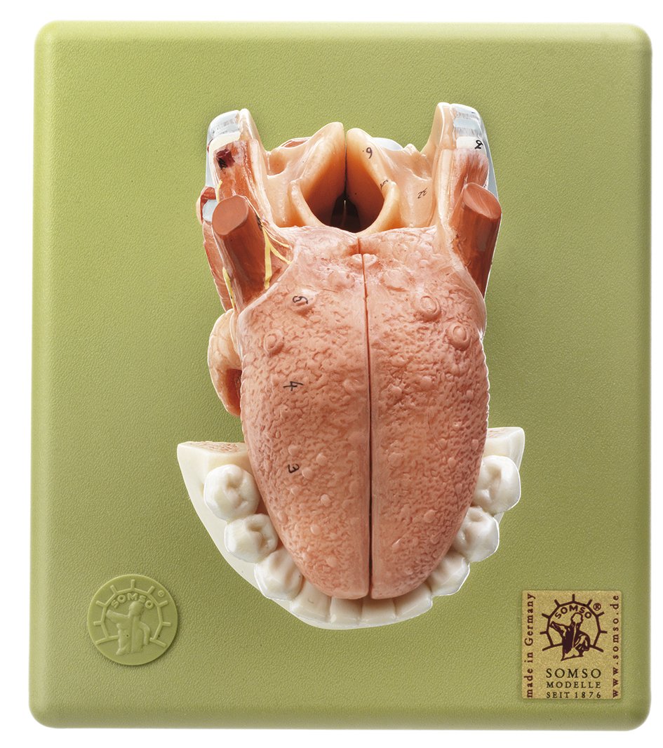 Larynx with Tongue