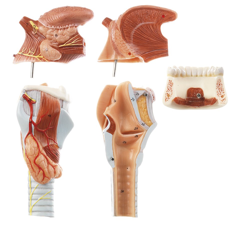 Larynx with Tongue