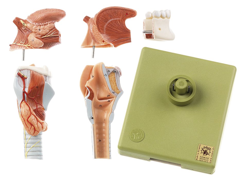 Larynx with Tongue