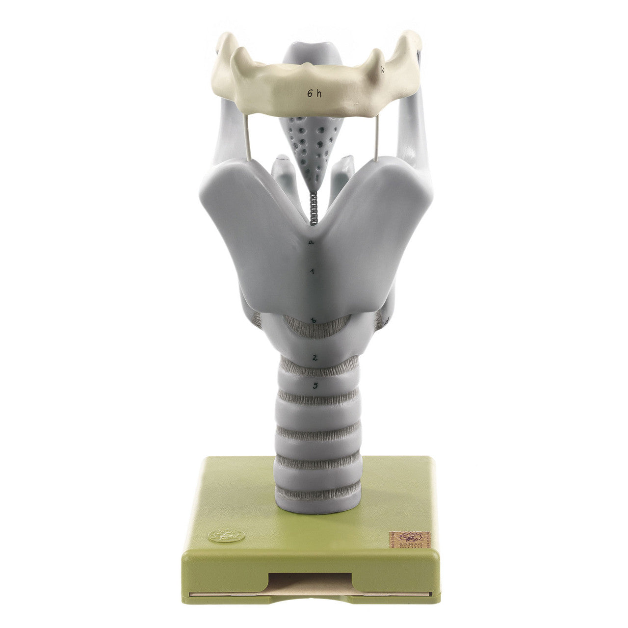 Cartilages of the Larynx Somso Gs 6