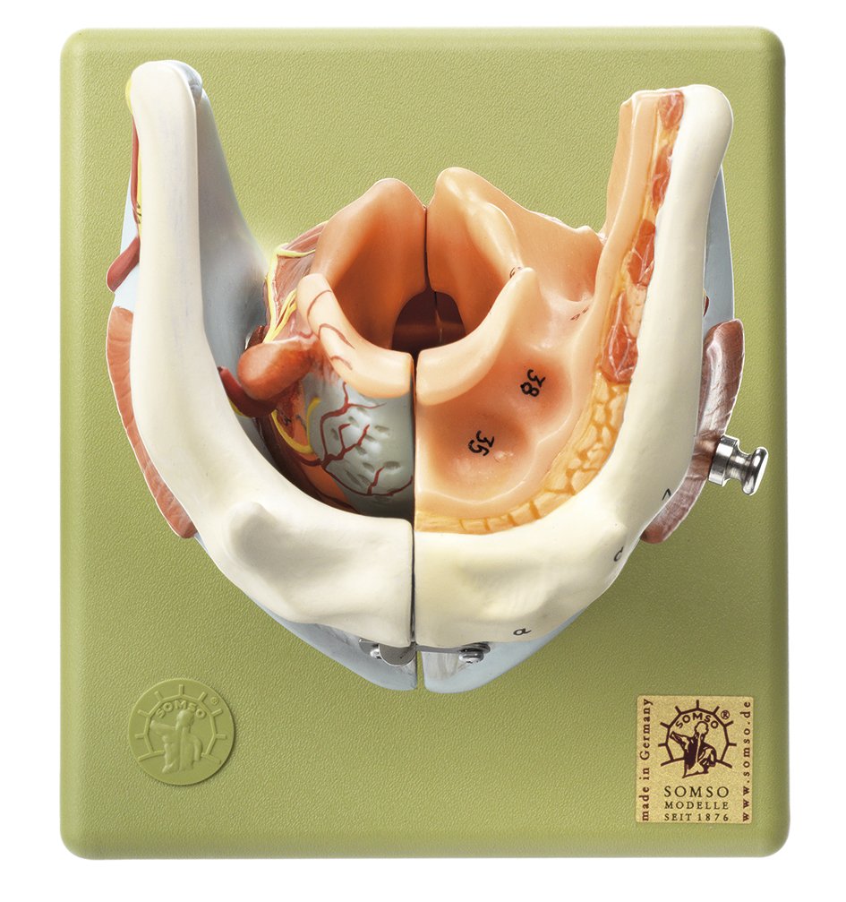 Larynx