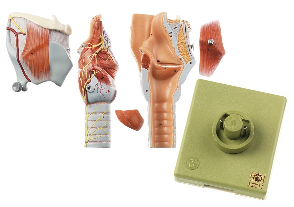 Larynx