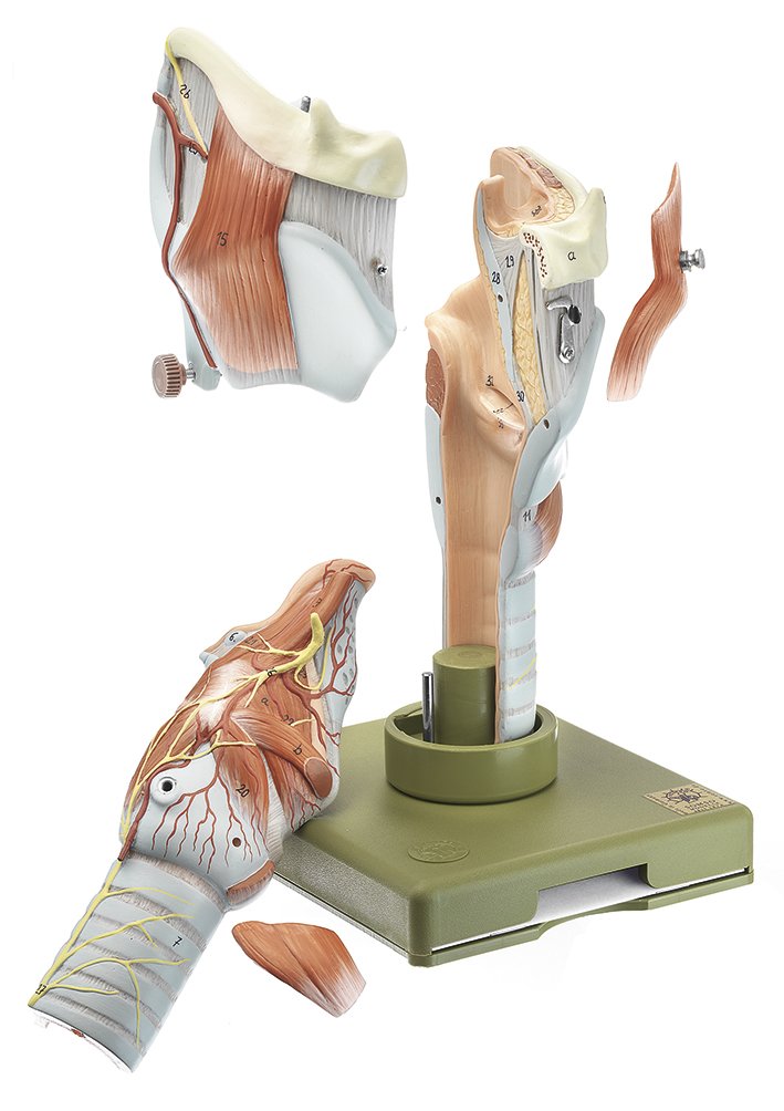 Larynx