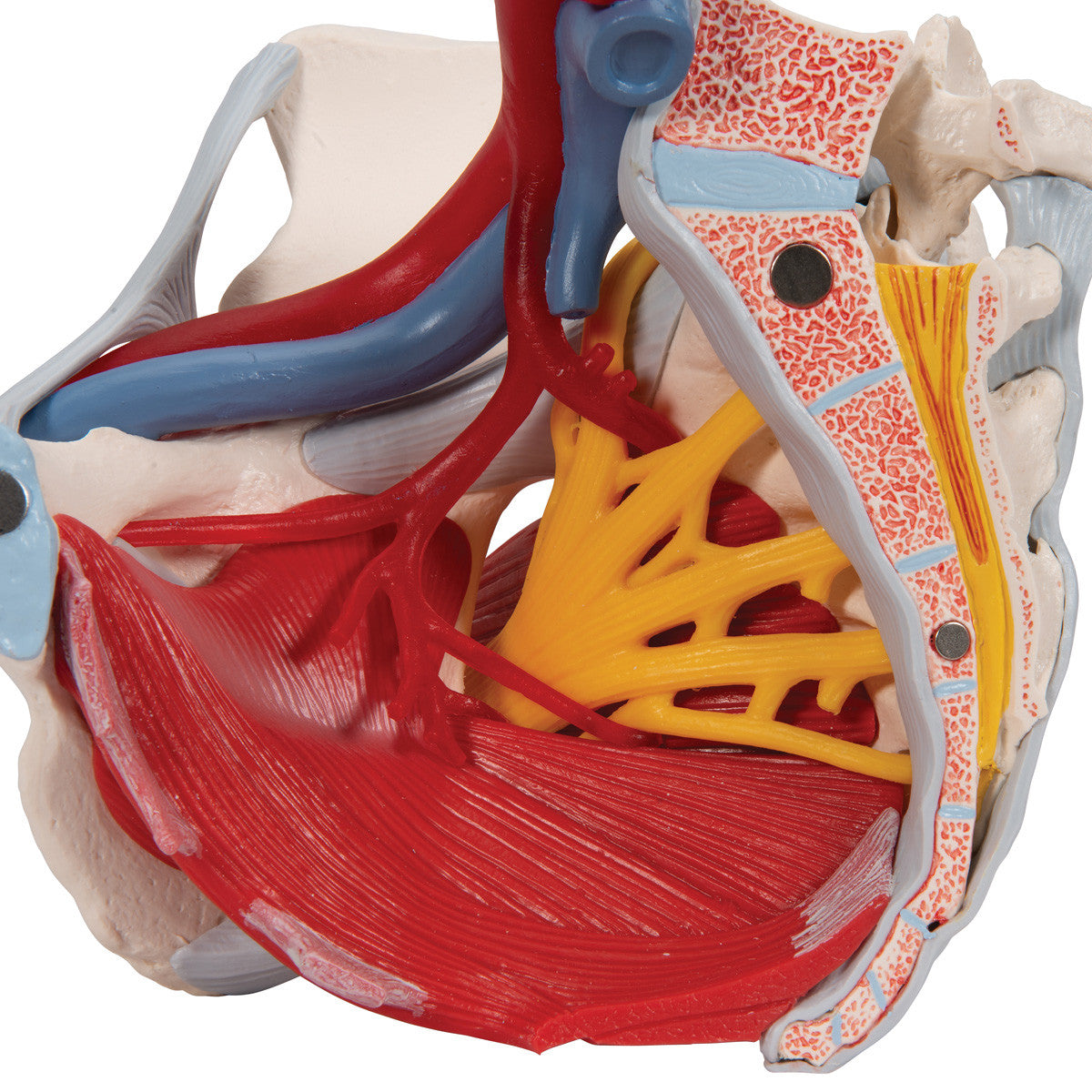 Human Female Pelvis Skeleton Model with Ligaments, Vessels, Nerves, Pelvic Floor Muscles & Organs, 6 part | 3B Scientific H20/4