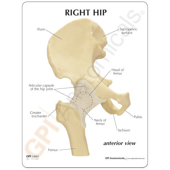 Basic Hip