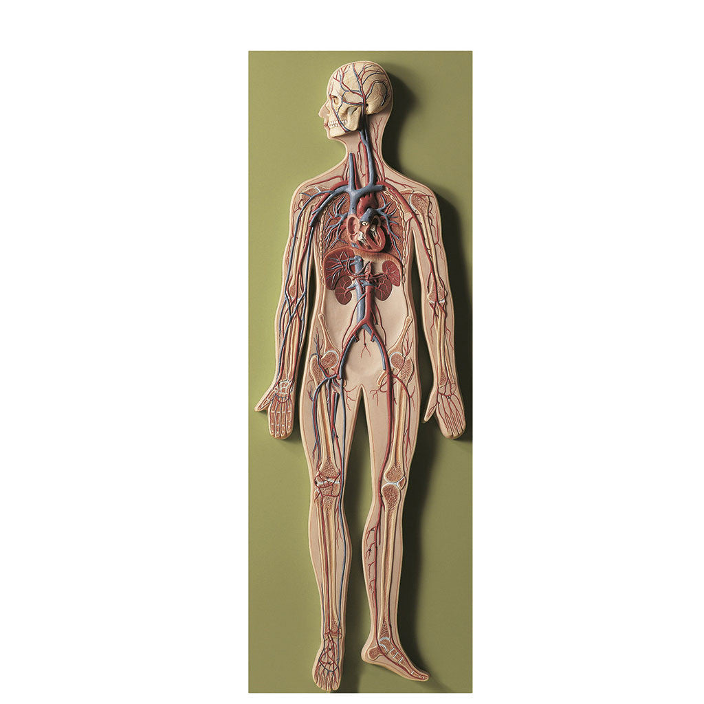 Circulatory System 1 | Somso Hs 10